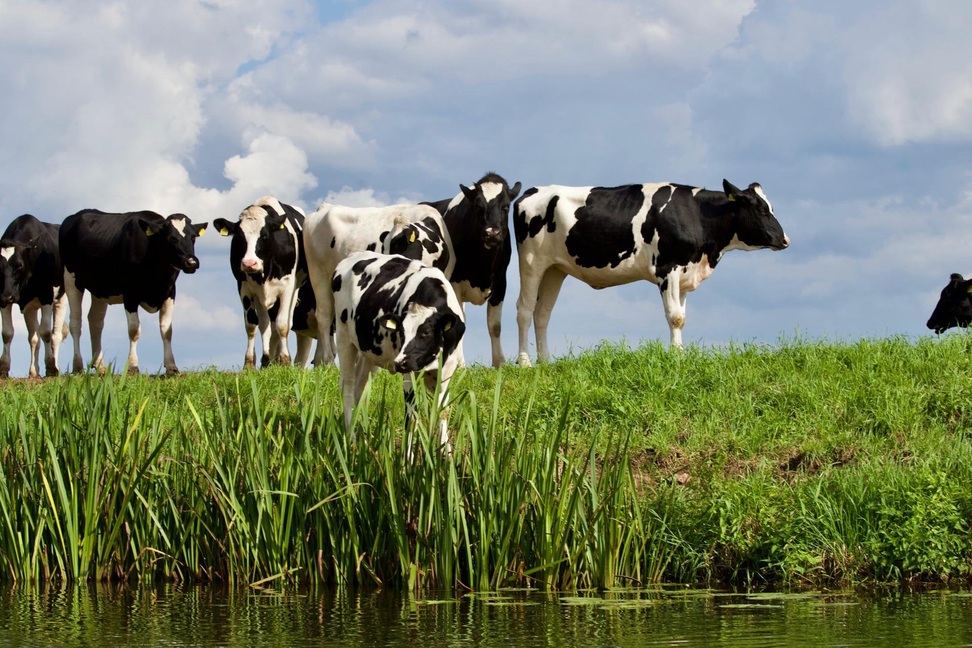 zwart witte koeien in een weiland aan het water.